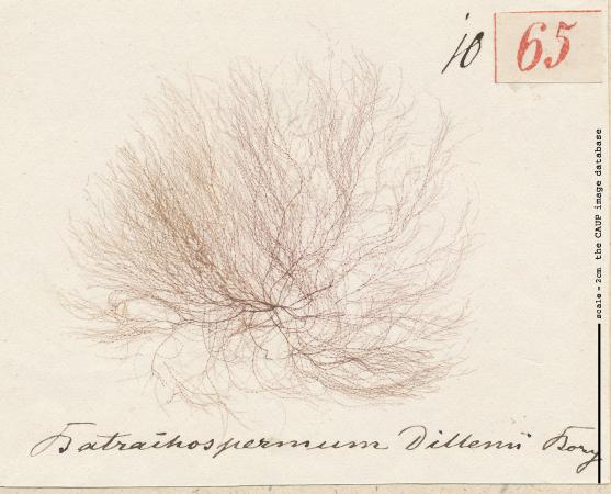 Batrachospermum atrum 65.jpg